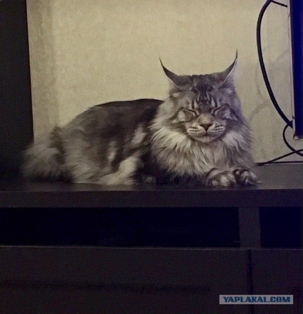 Котовторник  01.03.2016