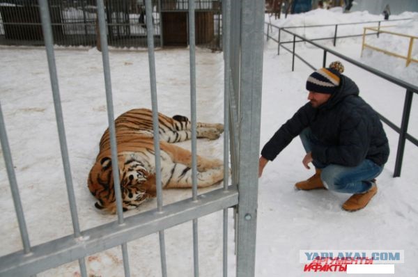 Тигр Лотос напал на школьницу в барнаульском зоопарке