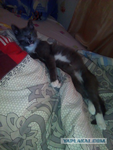 Так выглядит кот-валерьянщик с похмелья