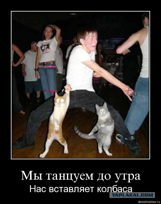 Как правильно играть/занять кота
