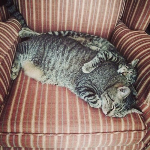 Коты из сети