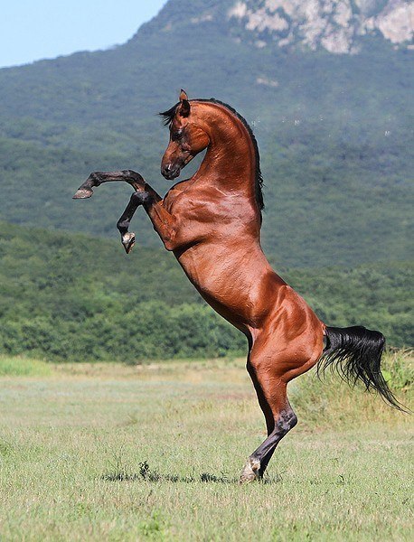 Самые смешные животные