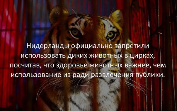 Подсмотрено на просторах