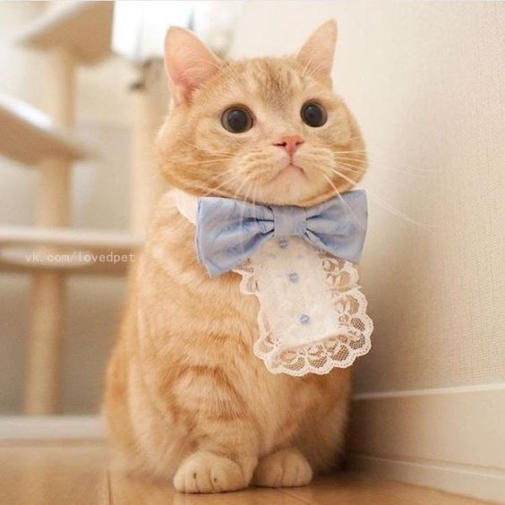 Коты из сети
