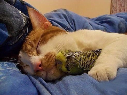 Коты и Кошки