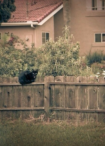 Коты и Кошки