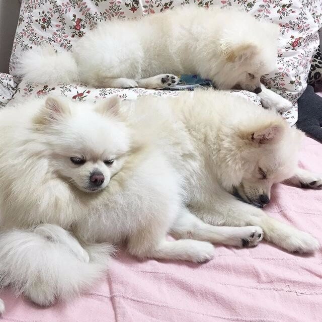 Самые смешные животные