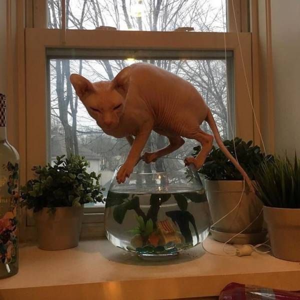 Коты и Кошки