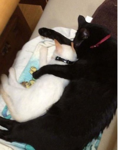 Коты и Кошки
