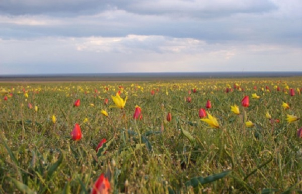 Природа моего края
