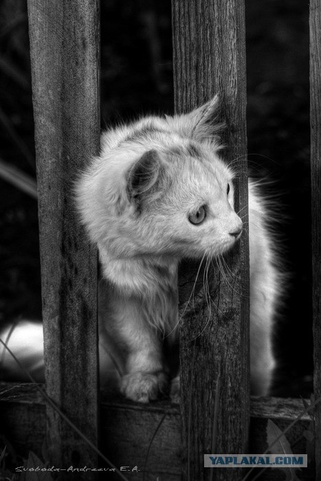 Забыли котовторник? А вот он!