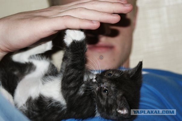 Котовторник на 22 июня