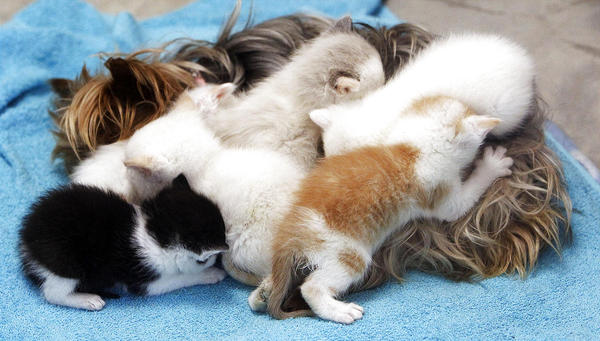 Йоркширский терьер заменил маму котятам-сиротам