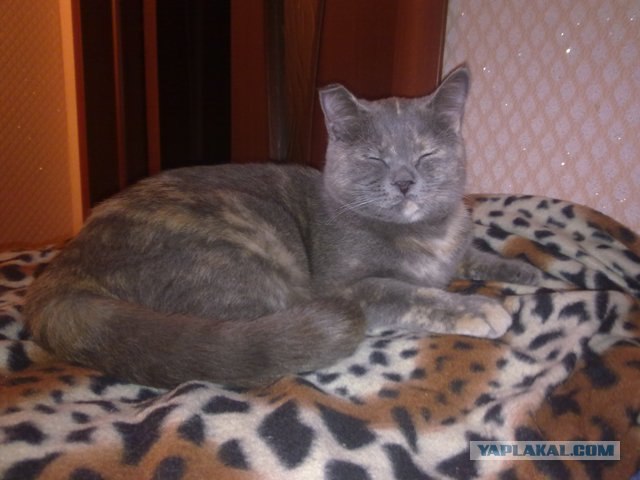 Котовторник 29.05.2012