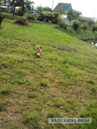 Котовторник  28.08.12