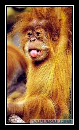 Челове-е-е-е-к!