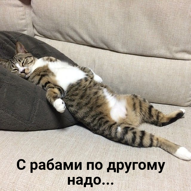 Гоша дай снежок