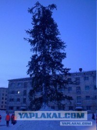 У нас в городе поставили ЙОЛКУ