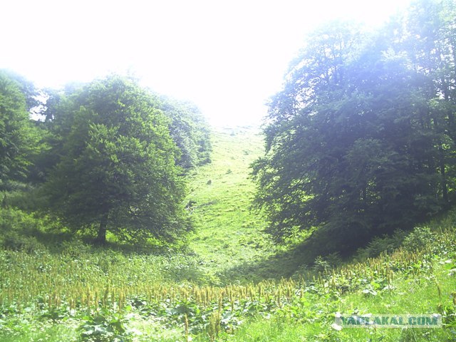 Карпаты, Закарпатье.