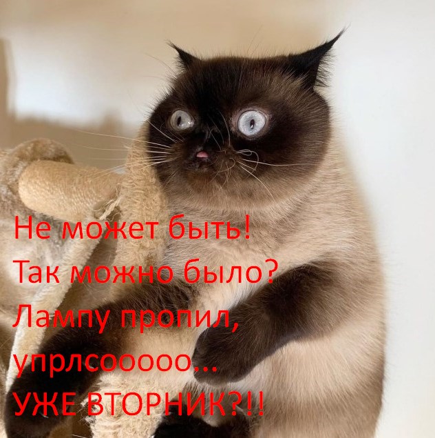 Кот