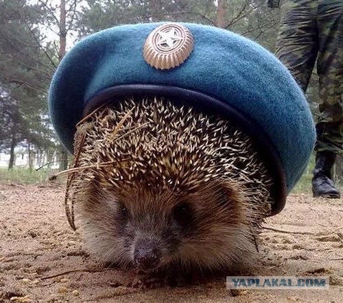 Слава ВДВ!