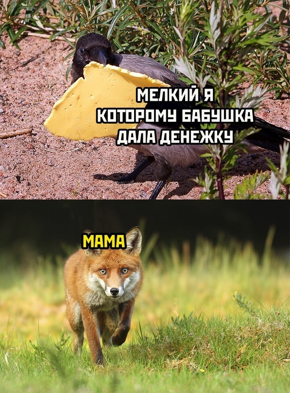 Весёлый полтишок 01.09.22