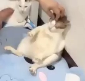 Нет любимчика