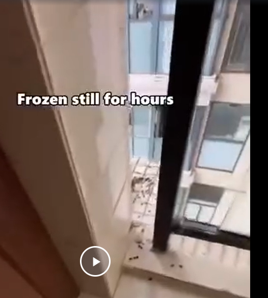 Слабонервным не смотреть