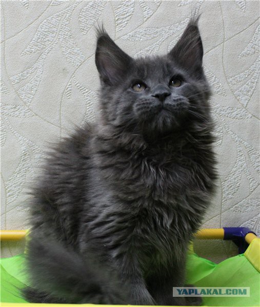 Котовторник   31.12.  2013