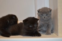 Котовторник 04.03.2014