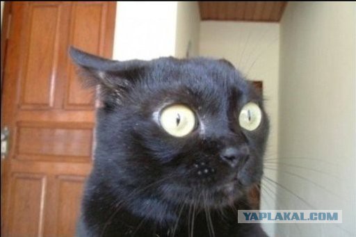 Опять ФСБ мешает перемоги