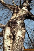 Пощечина барину Михалкову от сына рабочего.