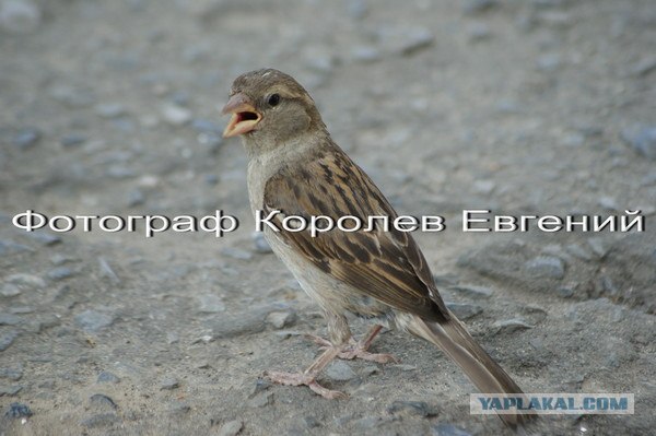 Фотограф с тремя восклицательными знаками