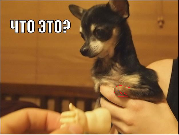 Счастливый собакен