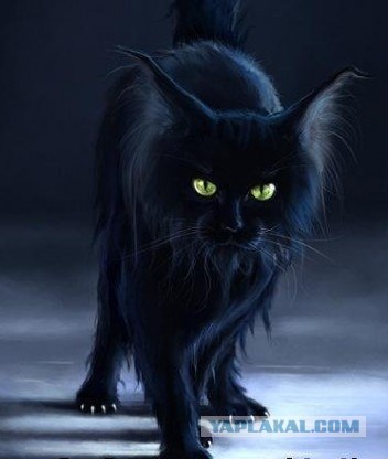 Ловушка для кошек