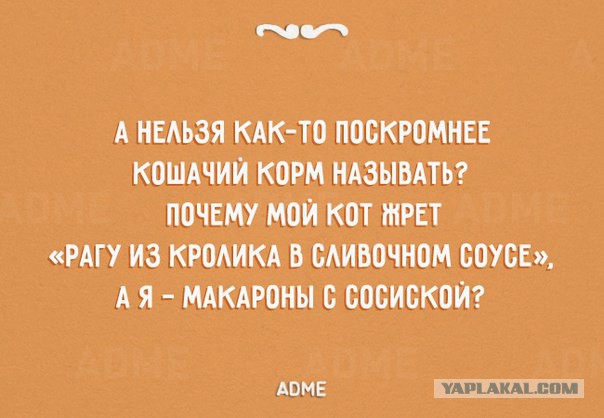 Редактор BuzzFeed попробовал 12 кошачьих кормов ради статьи