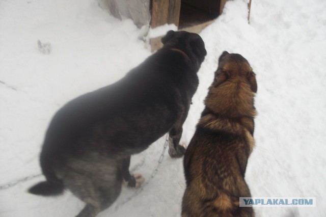 Исчезающая собака