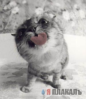 Кошки и Собаки - большая подборка
