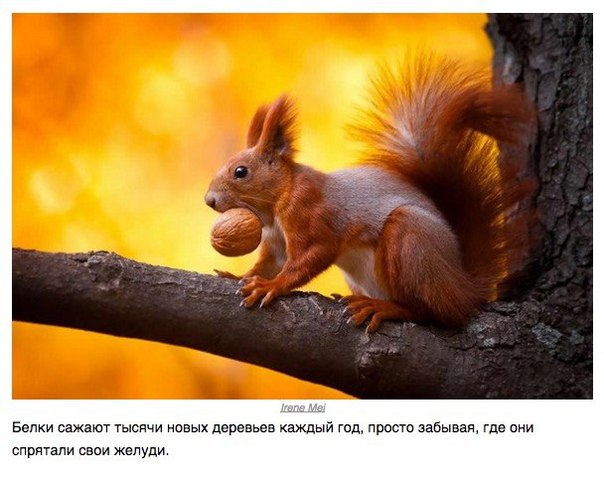 Божьи твари