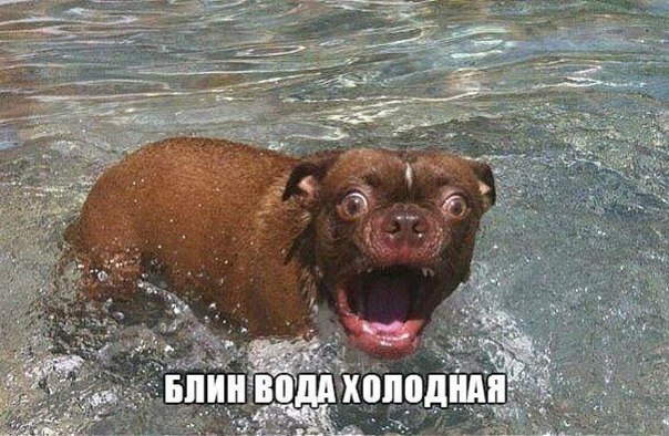 Мохнатые беспредельщики