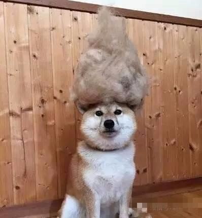 Мохнатые беспредельщики