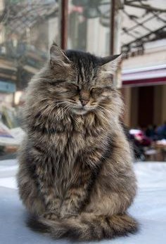 Коты и Кошки