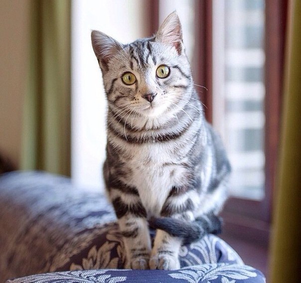 Коты и Кошки