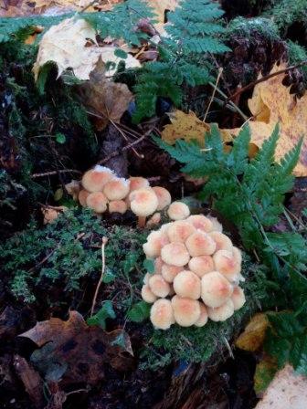 А у нас начало грибного сезона