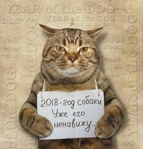 Котовторник!