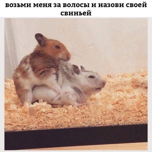 Не очень адекватный юмор