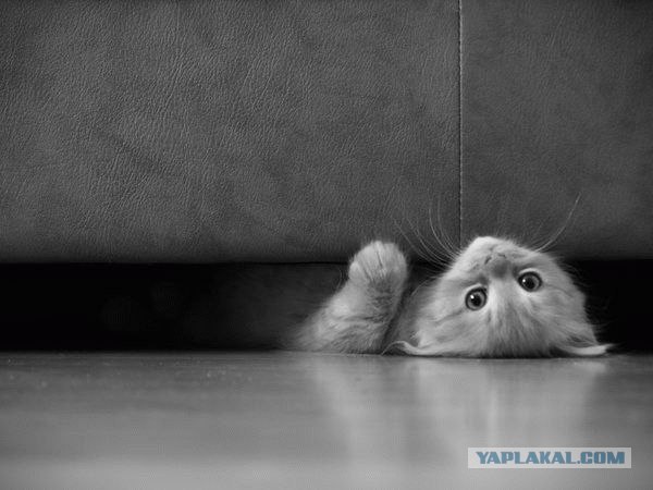 Котовторник на ЯПлакалъ (27.05.08), прикольные коты, добавляем свои!