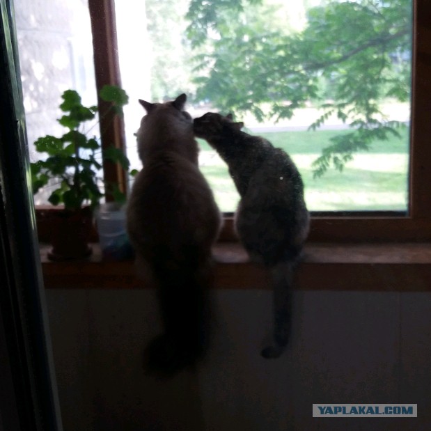 Котовторник 26.06.2018