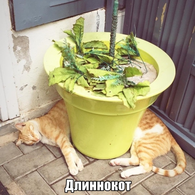 Нестандартный юмор