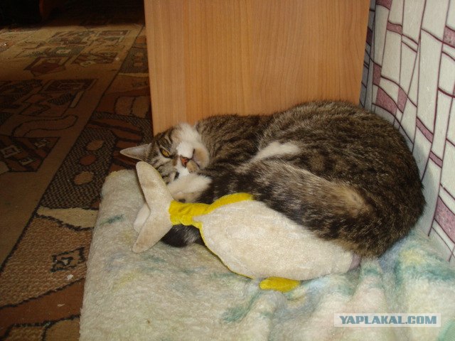Котовторник стартует